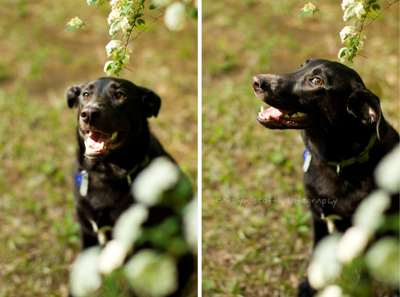 Charlotte pet photographer Charlotte pet photographer