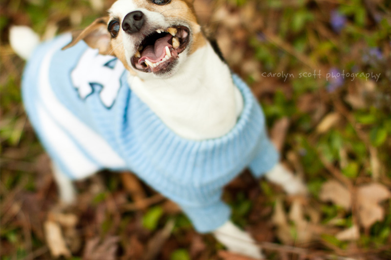 Raleigh pet photographer Raleigh pet photographer