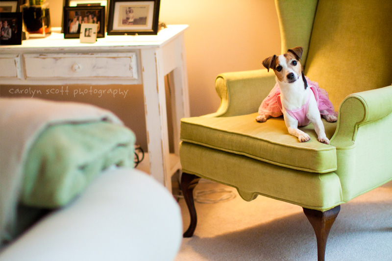 Raleigh pet photographer Raleigh pet photographer