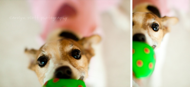 Raleigh pet photographer Raleigh pet photographer