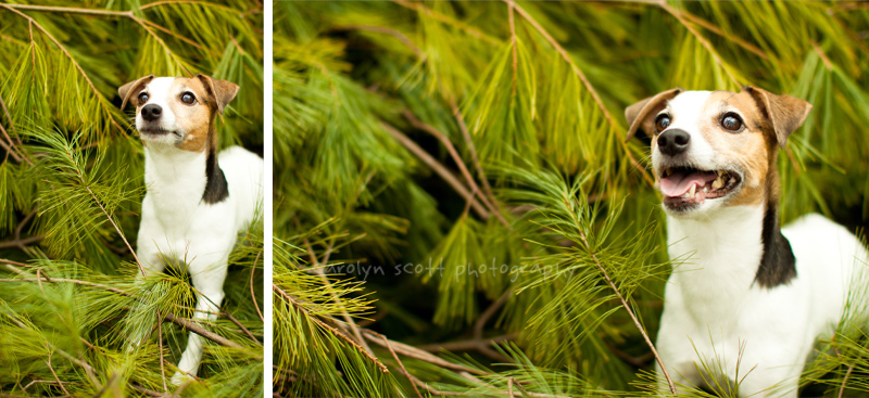 Raleigh pet photographer Raleigh pet photographer