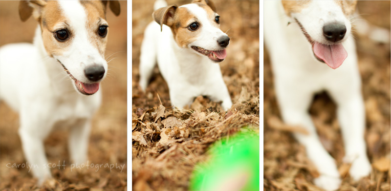 dog portraits dog portraits