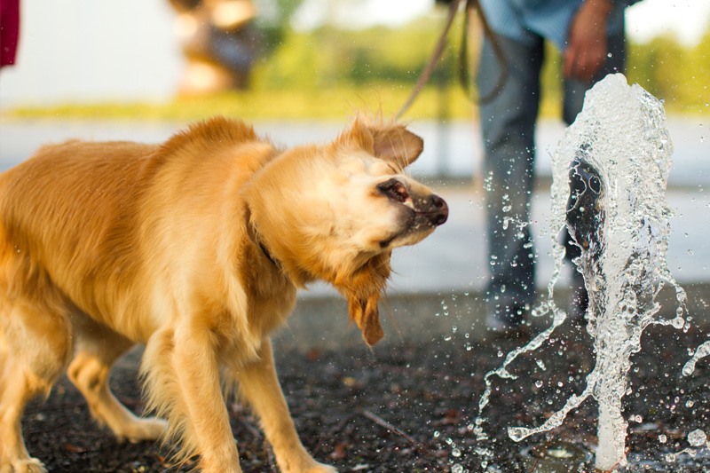 Raleigh Dog Photographer