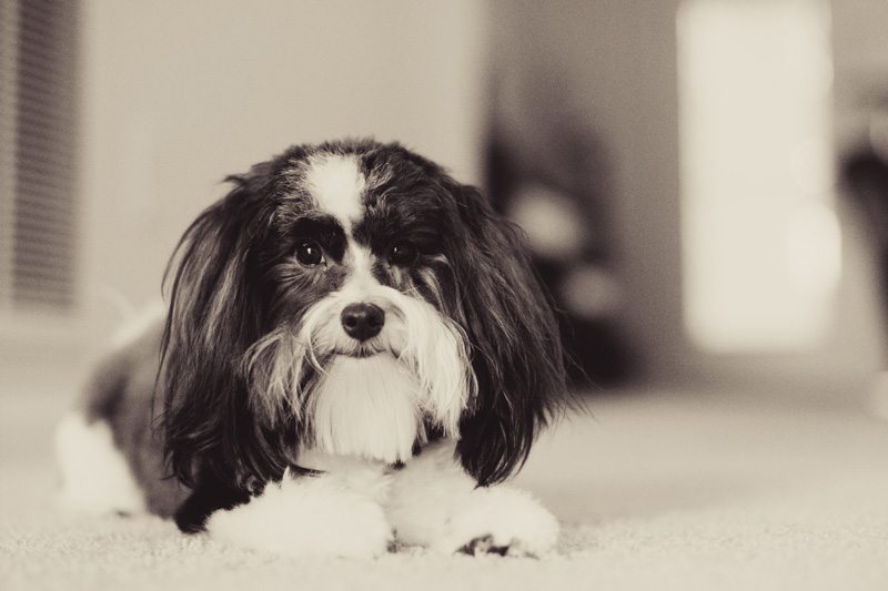 Raleigh Pet Photographer (1)