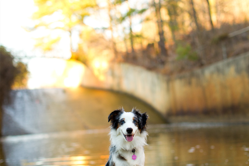 Raleigh Portrait and Pet Photographer (18)
