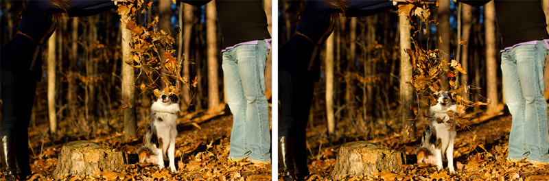 Raleigh Portrait and Pet Photographer (28)