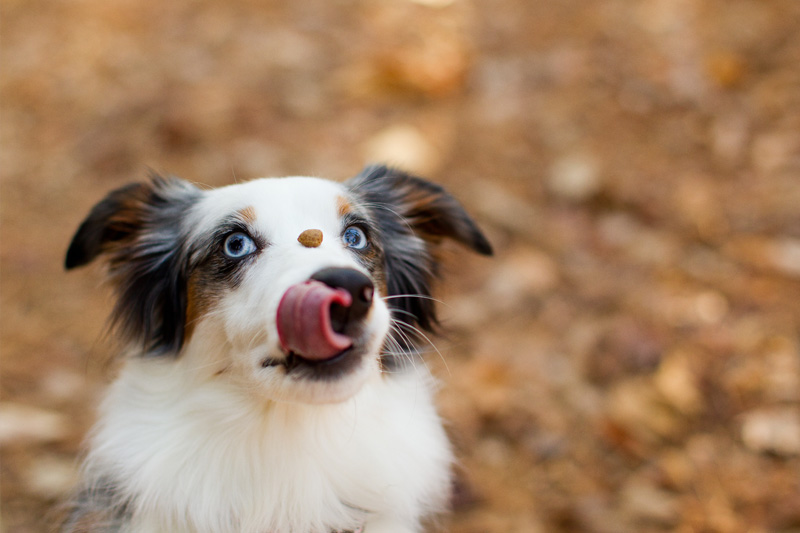 Raleigh Portrait and Pet Photographer (4)