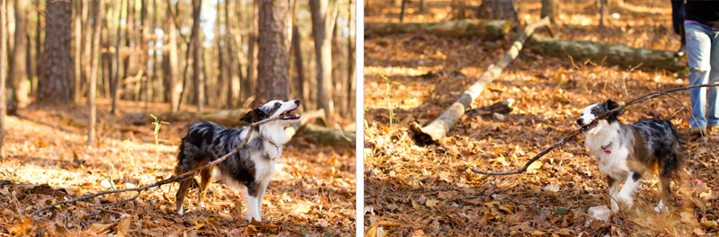 Raleigh Portrait and Pet Photographer (5)