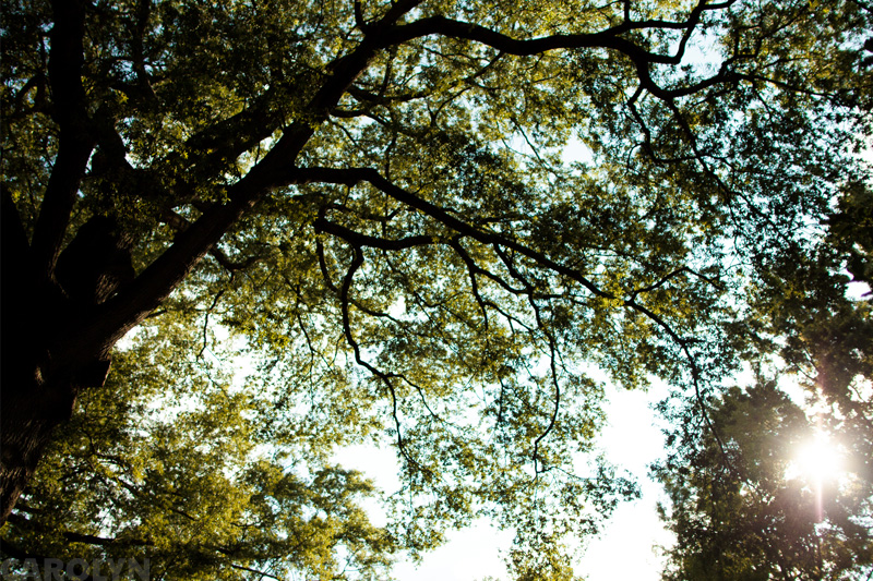 Wedding Photographer in Raleigh NC Cobblestone Hall (25)