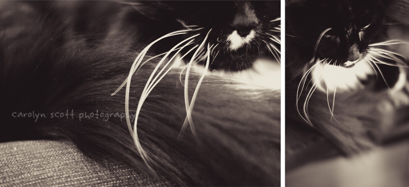 long haired tuxedo cat