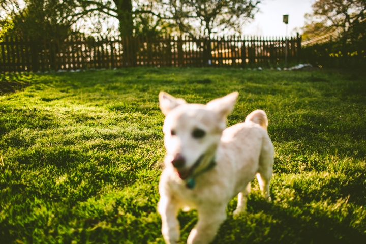 Corgi dog running in grass
