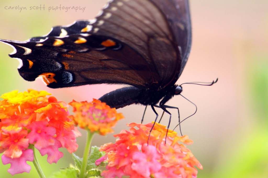 butterfly-027 butterfly-027