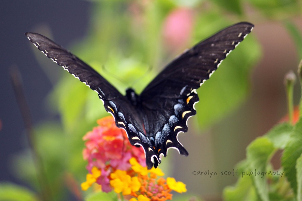 butterfly-034