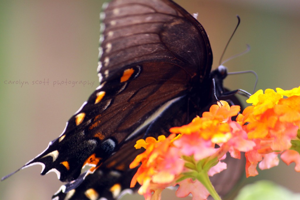 butterfly-039 butterfly-039