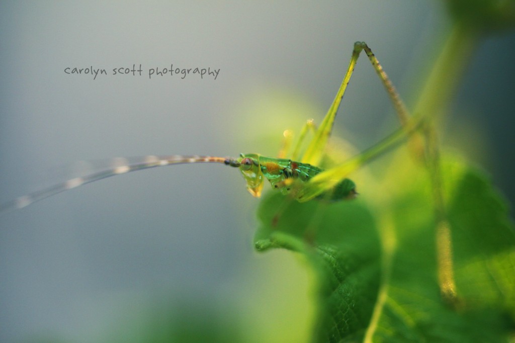 grasshopper1 grasshopper1