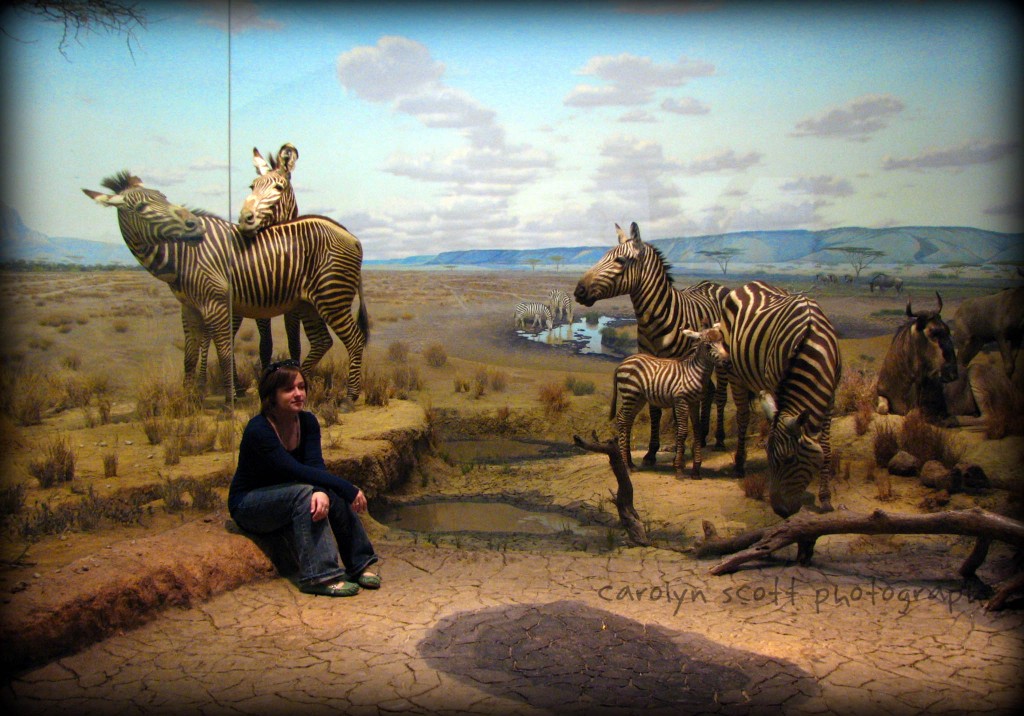 out-with-the-zebras out-with-the-zebras