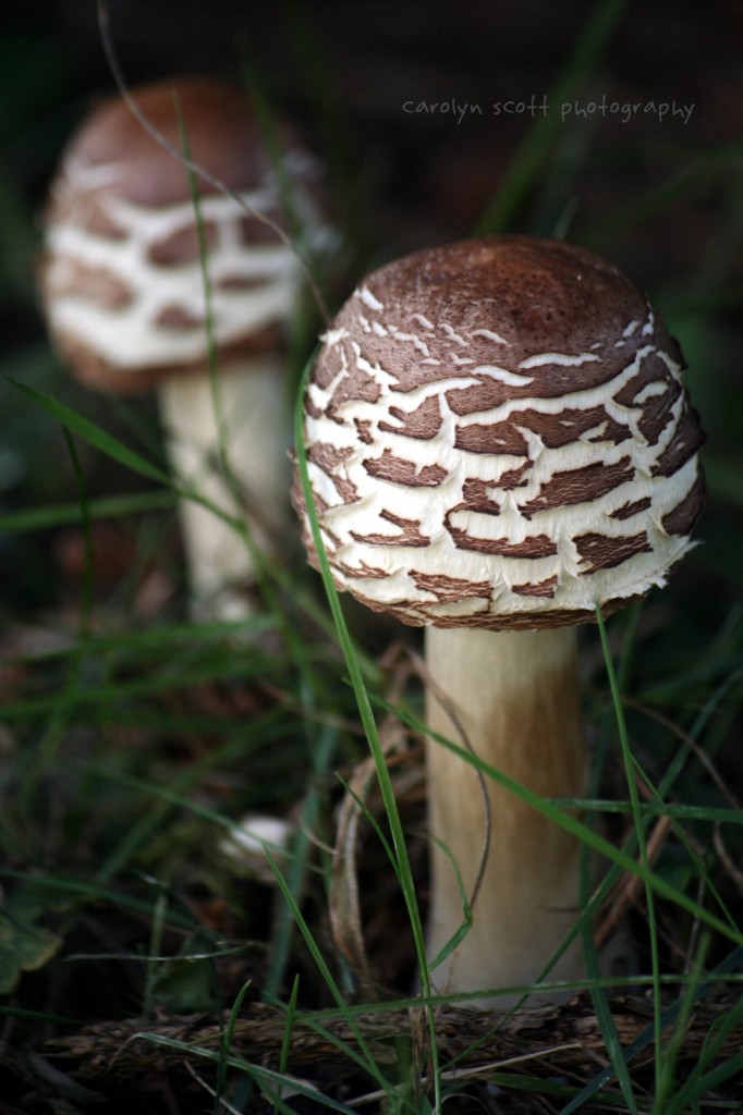 toadstools