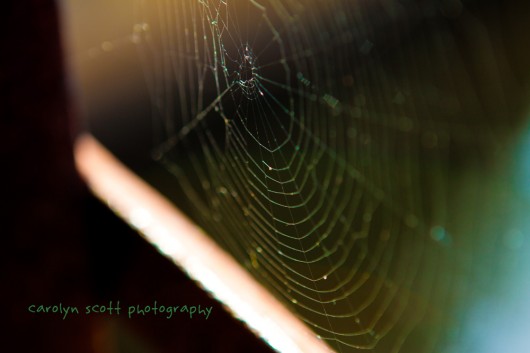 spiderweb