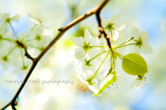 white cherry tree