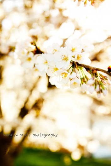 white cherry tree