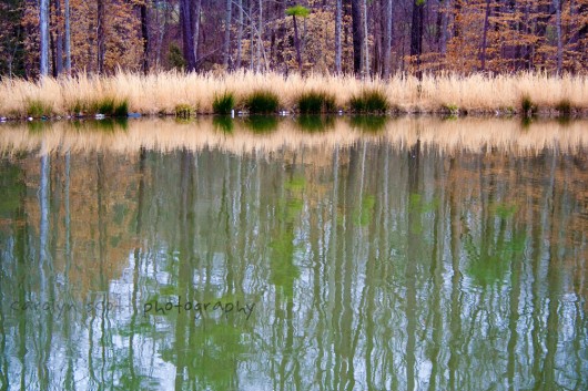 raleigh landscape