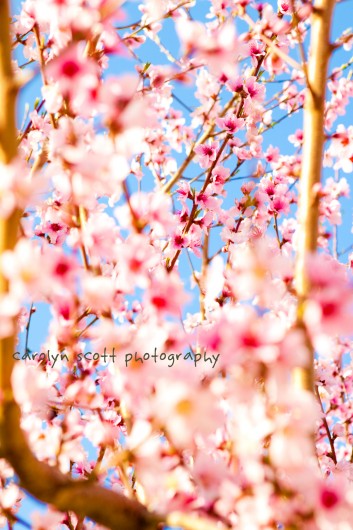 spring flowers