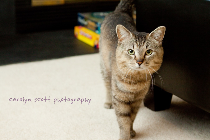 raleigh pet photographer