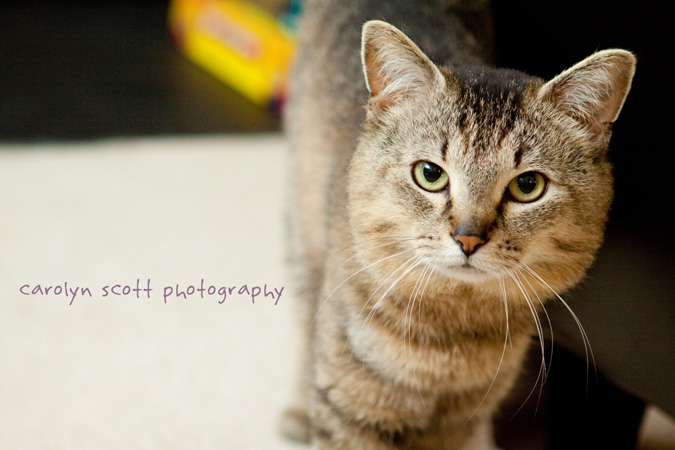 raleigh pet photographer