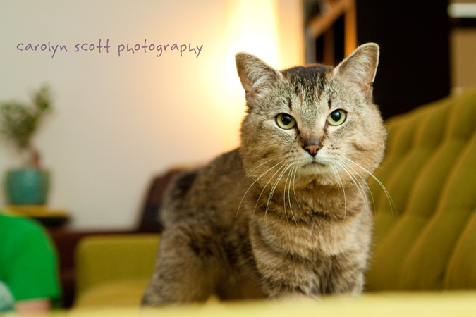 raleigh pet photographer