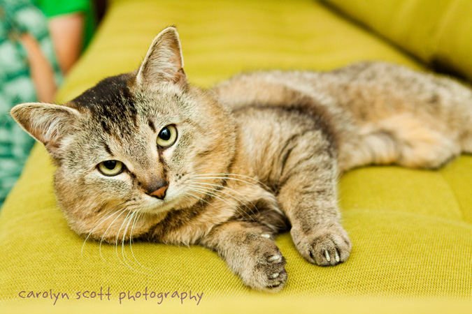 raleigh pet photographer