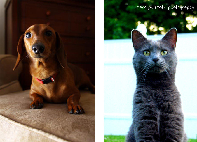 pet photography