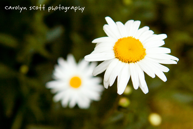 daisies