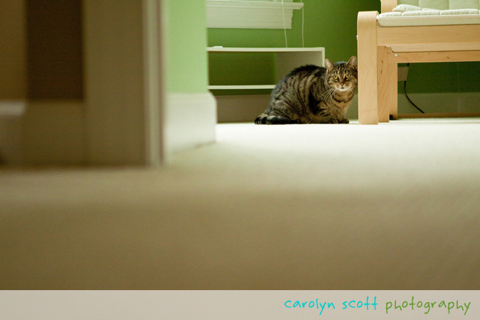 raleigh pet photographer raleigh pet photographer