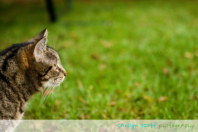 raleigh pet photographer