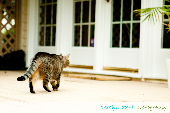 raleigh pet photographer