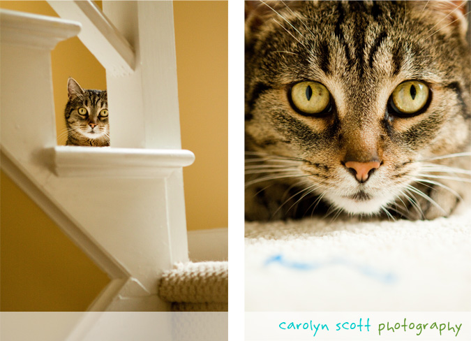 raleigh pet photographer