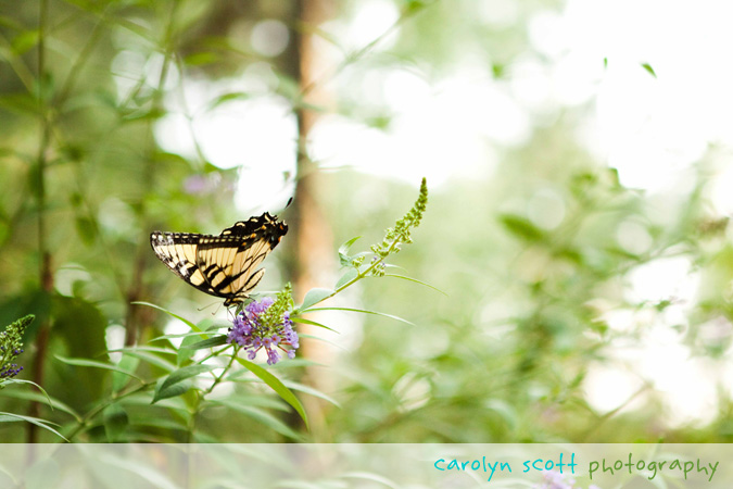 butterfly bush