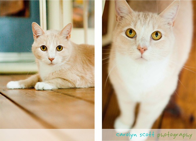 cat portraits