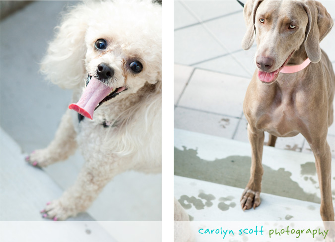 raleigh pet photographer