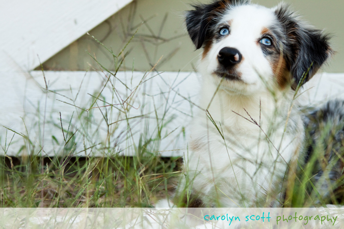 pet photographer north carolina