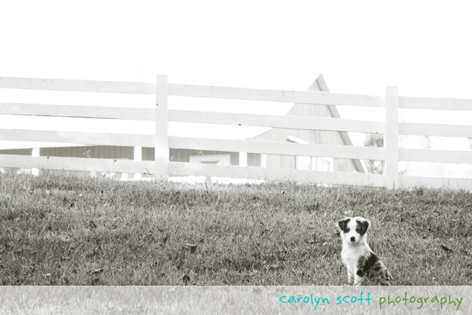 australian shepherd puppy