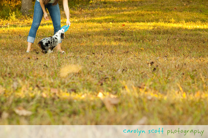 australian shepherd puppy