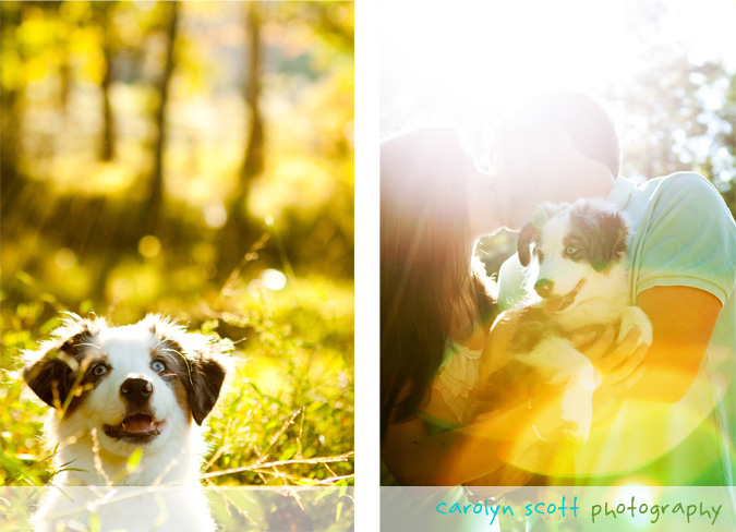 puppy portraits