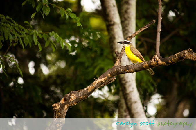 costa rica bird