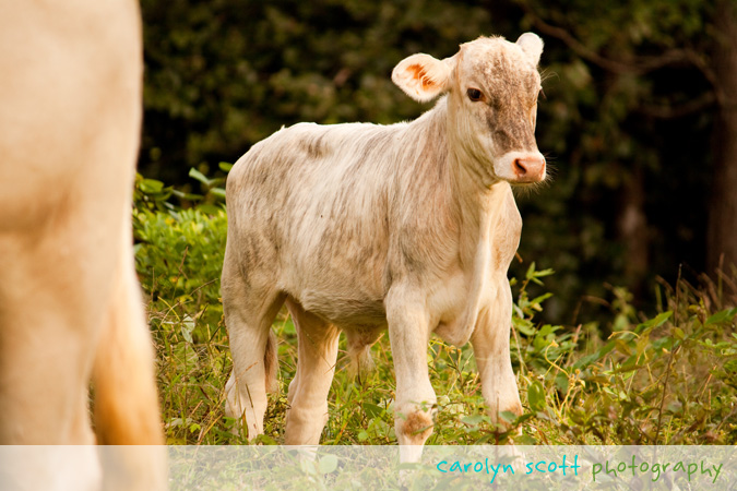 costa rica calf