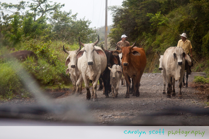cattle and dangerous roads