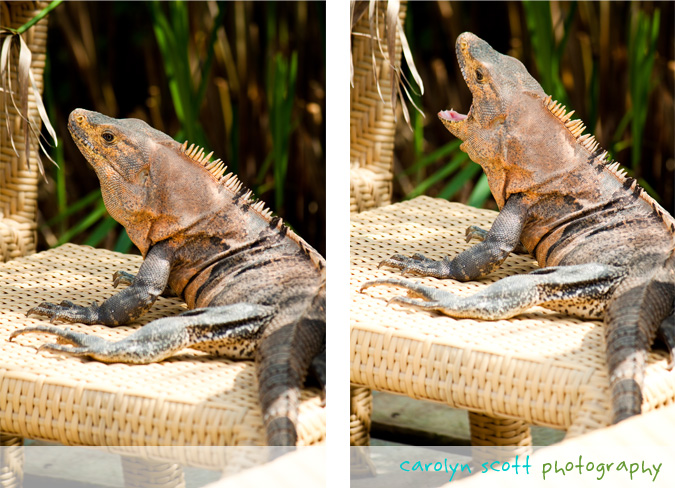 iguana iguana