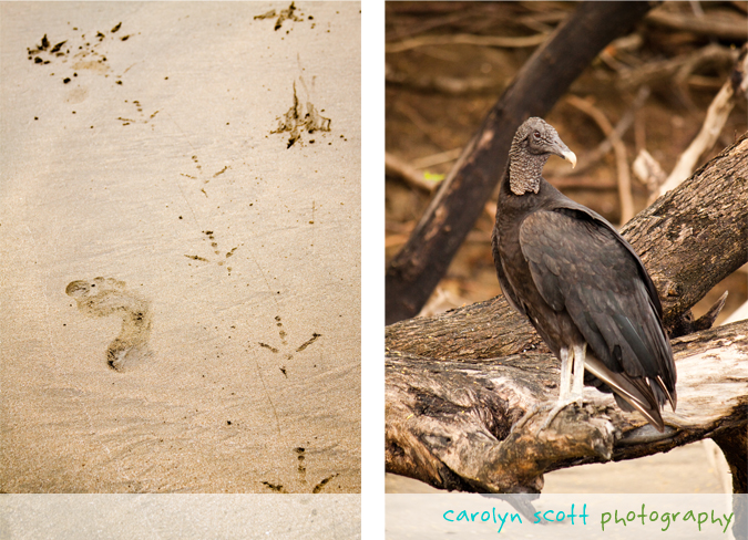 turkey vultures