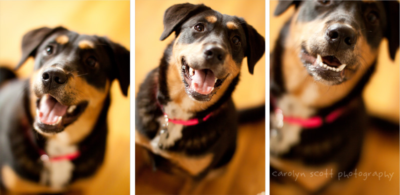 raleigh pet portraits