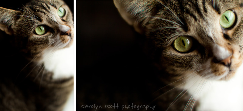 pet portraits